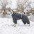 Комбінезон для тварин Pet Fashion &quot;COLD&quot; XS (сірий) (4823082426249)