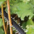 Кущоріз Bosch акумуляторний UniversalHedgeCut 18V-50 18V, 50мм, крок різу 20мм, 2.3кг (без АКБ та ЗП) (0.600.849.K00)