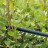Кущоріз Bosch акумуляторний UniversalHedgeCut 18V-50 18V, 50мм, крок різу 20мм, 2.3кг (без АКБ та ЗП) (0.600.849.K00)