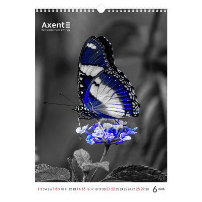 Календар Axent настінний А3 2025 рік One color art (8804-25-2-A)