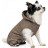 Костюм для тварин Pet Fashion PF Style XS2 бежевий (4823082427963)