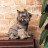 Костюм для тварин Pet Fashion PF Style XS2 бежевий (4823082427963)