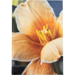 Книга записна Axent Flora А4 у твердій обкладинці 192 аркуші клітинка, жовта (8423-27-A)