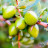 Шампунь OGX Argan oil of Morocco Відновлювальний 385 мл (0022796976116)