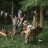 Гамак Naturehike NH22DC003 Beige (6927595707227)
