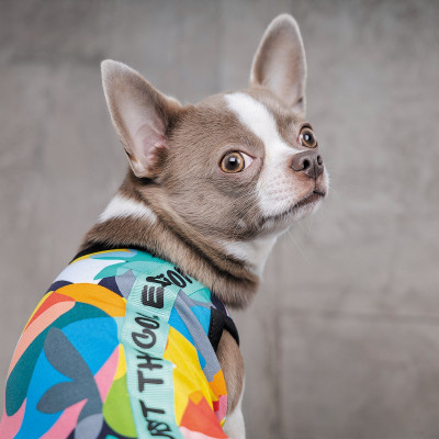 Борцівка для тварин Pet Fashion Cool XS2 різнобарвна (4823082420179)