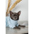 Светр для тварин Pet Fashion Fur М (4823082436064)