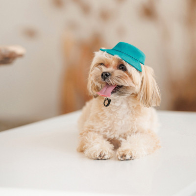 Кепка для тварин Pet Fashion Rob бірюзова ХL (4823082441419)