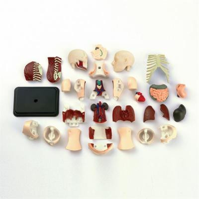 Набір для експериментів EDU-Toys Модель тулуба людини збірна, 12,7 см (SK008)