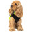 Жилет для тварин Pet Fashion &quot;Warm Yellow Vest&quot; XS (4823082417216)