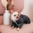 Костюм для тварин Buddy Boo Iden S (4823082432202)