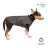 Жилет для тварин Pet Fashion &quot;E.Vest&quot; XS сірий (4823082424351)