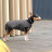 Жилет для тварин Pet Fashion &quot;E.Vest&quot; XS сірий (4823082424351)