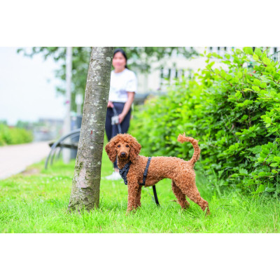 Шлея для собак Trixie CityStyle H-harness Бавовна L–XL 75–120 см 25 мм Чорна (4053032682665)
