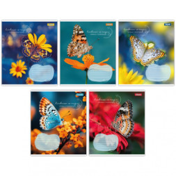 Зошит 1 вересня Butterfly А5 24 аркушів клітинка (767273)