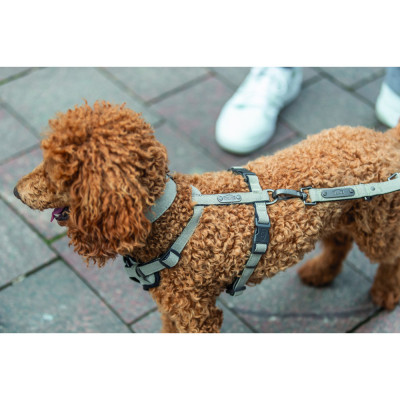 Шлея для собак Trixie CityStyle H-harness Бавовна M–L 52–75 см 20 мм Світло-сіра (4053032682658)