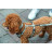 Шлея для собак Trixie CityStyle H-harness Бавовна M–L 52–75 см 20 мм Світло-сіра (4053032682658)