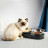 Універсальний посуд для тварин Petkit FRESH NANO-METAL Pet Cat TWO Bowl Stand (P5201)