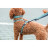 Шлея для собак Trixie CityStyle H-harness Бавовна XS–S 30–44 см 10 мм Світло-зелена (4053032682597)