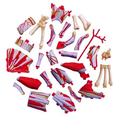 Пазл 4D Master Об&#039;ємна анатомічна модель Рука людини (FM-626009)