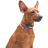 Нашийник для тварин WAUDOG Nylon з QR паспортом Colors of freedom металева пряжка-фастекс M (4506-4020)
