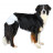 Підгузки для тварин Trixie для собак (сучок) M-L 36-52 см 12 шт (4011905236346)