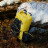 Гермомішок Naturehike -рюкзак CNH22BB003 25 л жовтий (6927595753927)