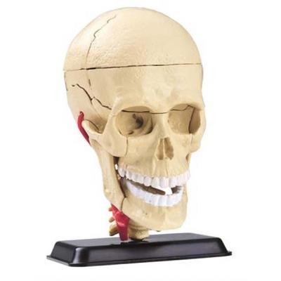 Набір для експериментів EDU-Toys Набір для досліджень Модель черепа с нервами сборная, 9 см (SK010)