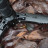 Штатив Vanguard VEO 2S AM-234TBP (DAS301019)
