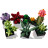 Конструктор LEGO Botanicals Сукуленти (10309-)