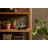 Конструктор LEGO Botanicals Сукуленти (10309-)
